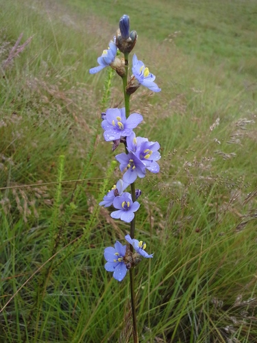 Aristea angolensis (Aristea angolensis)