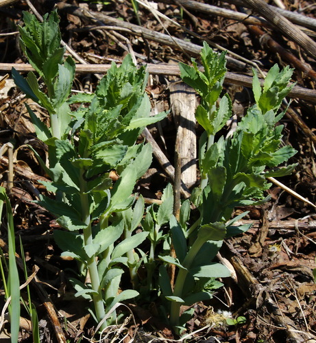 Hylotelephium verticillatum iNat (3)