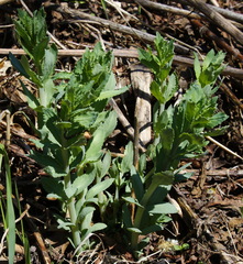 Hylotelephium verticillatum