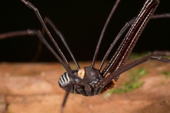 Pantopsalis coronata