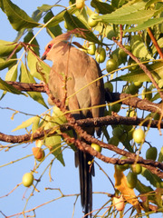 Urocolius macrourus