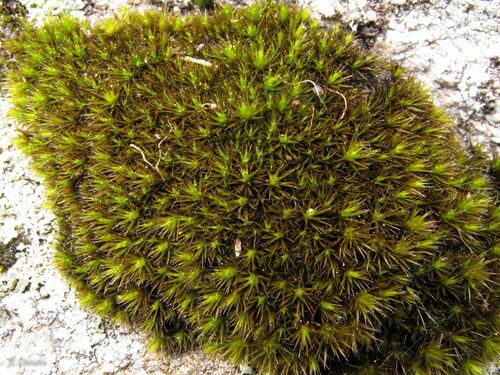Stiff Swan-neck Moss (Campylopus pilifer)
