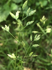 Poa supina