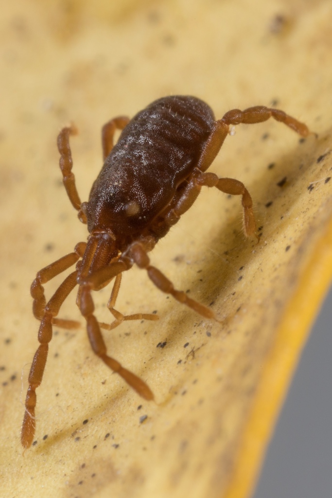 Aoraki denticulata