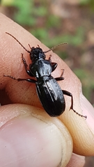 Tanythrix edura