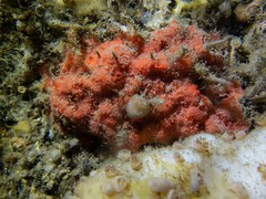 Eurypon major