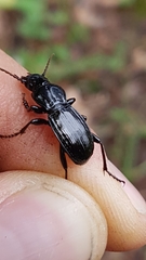 Tanythrix edura