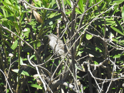 Anthochaera chrysoptera