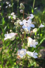 Penstemon multiflorus