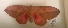 Syssphinx colla