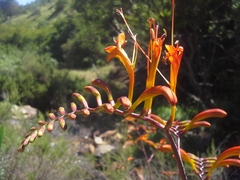 Crocosmia paniculata