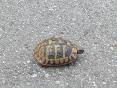 Testudo hermanni