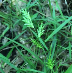 Chasmanthium nitidum