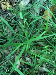 Chasmanthium nitidum