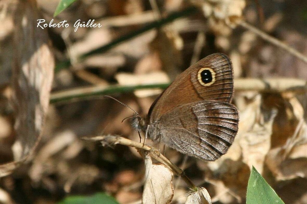 Stegosatyrus