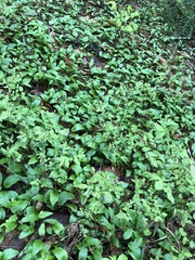 Convallaria majalis