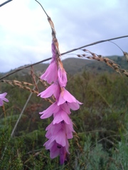 Dierama formosum