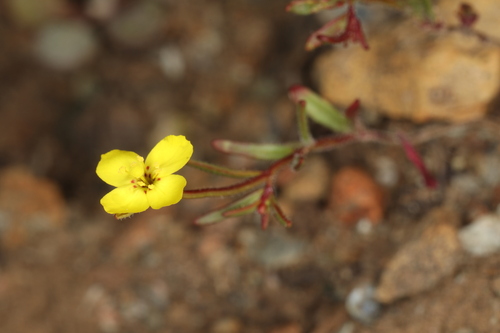 Image of Camissonia benitensis by (c) Steve Matson, some rights reserved (CC BY)