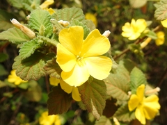 Turnera odorata
