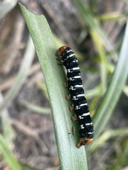 Xanthopastis regnatrix