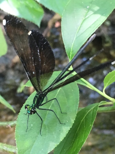 Calopteryx maculata image