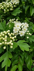 Crataegus pentagyna