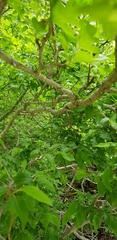 Crataegus pentagyna