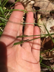 Carex communis