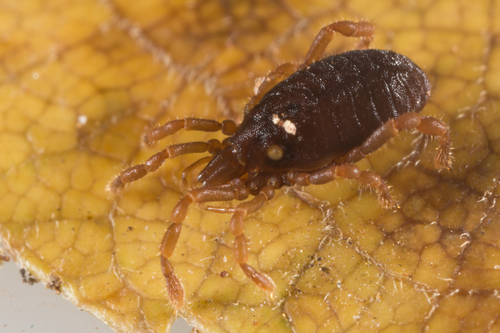 Rakaia sorenseni · iNaturalist Chile