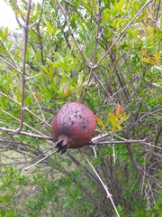 Punica granatum
