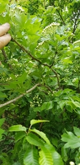 Crataegus pentagyna
