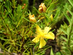 Hypericum nitidum