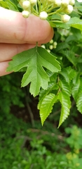 Crataegus pentagyna