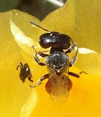 Macrotera