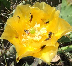 Macrotera