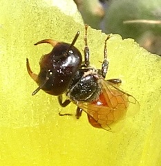 Macrotera
