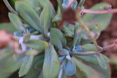 Kleinia fulgens