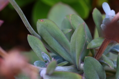 Kleinia fulgens