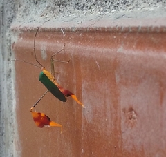 Anisoscelis foliaceus