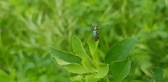 Malachius bipustulatus