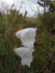 Gladiolus calcaratus