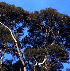 Eucalyptus leucoxylon leucoxylon