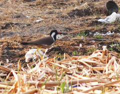 Vanellus indicus