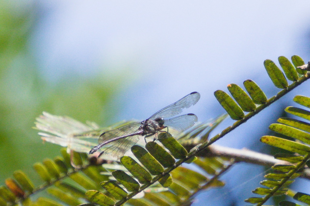 Phyllogomphoides aculeus
