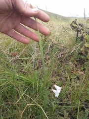 Gladiolus calcaratus
