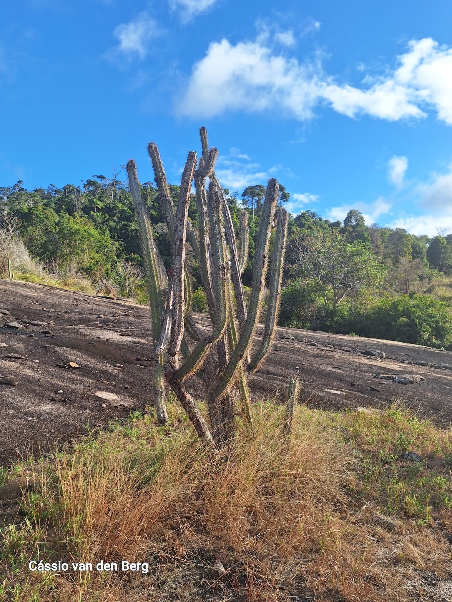 Pilosocereus pachycladus