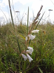 Gladiolus calcaratus
