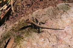 Anolis mccraniei