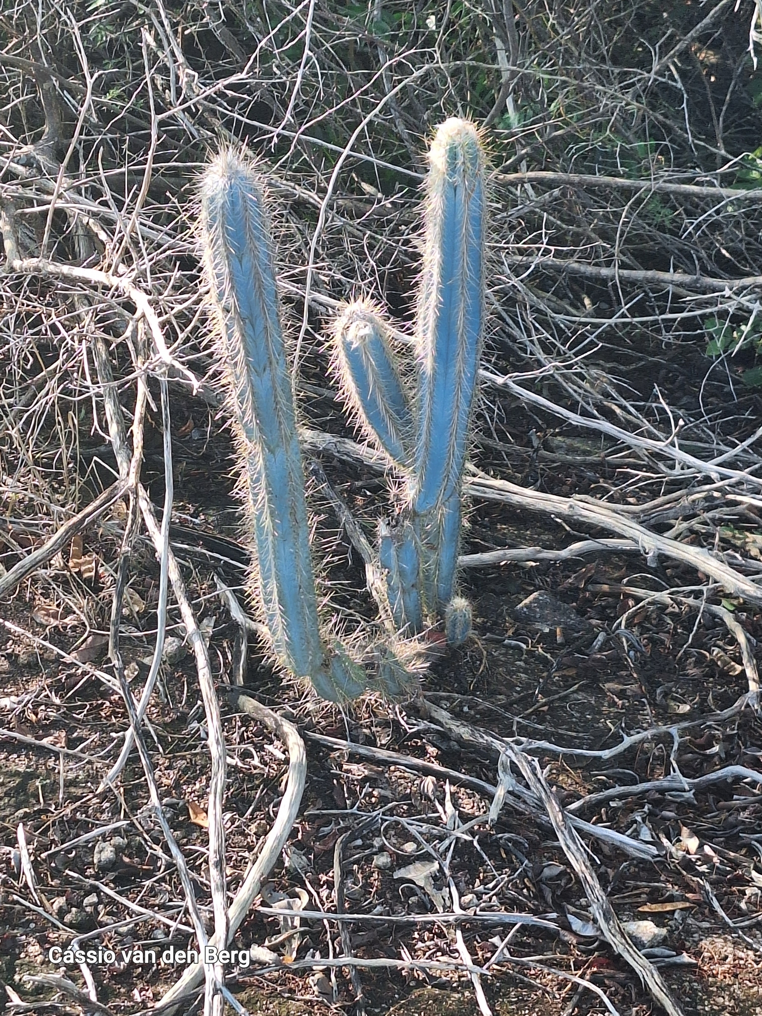 Pilosocereus pachycladus