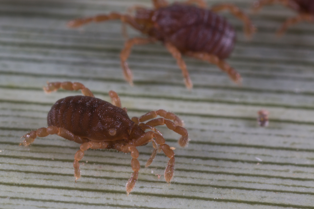 Rakaia minutissima
